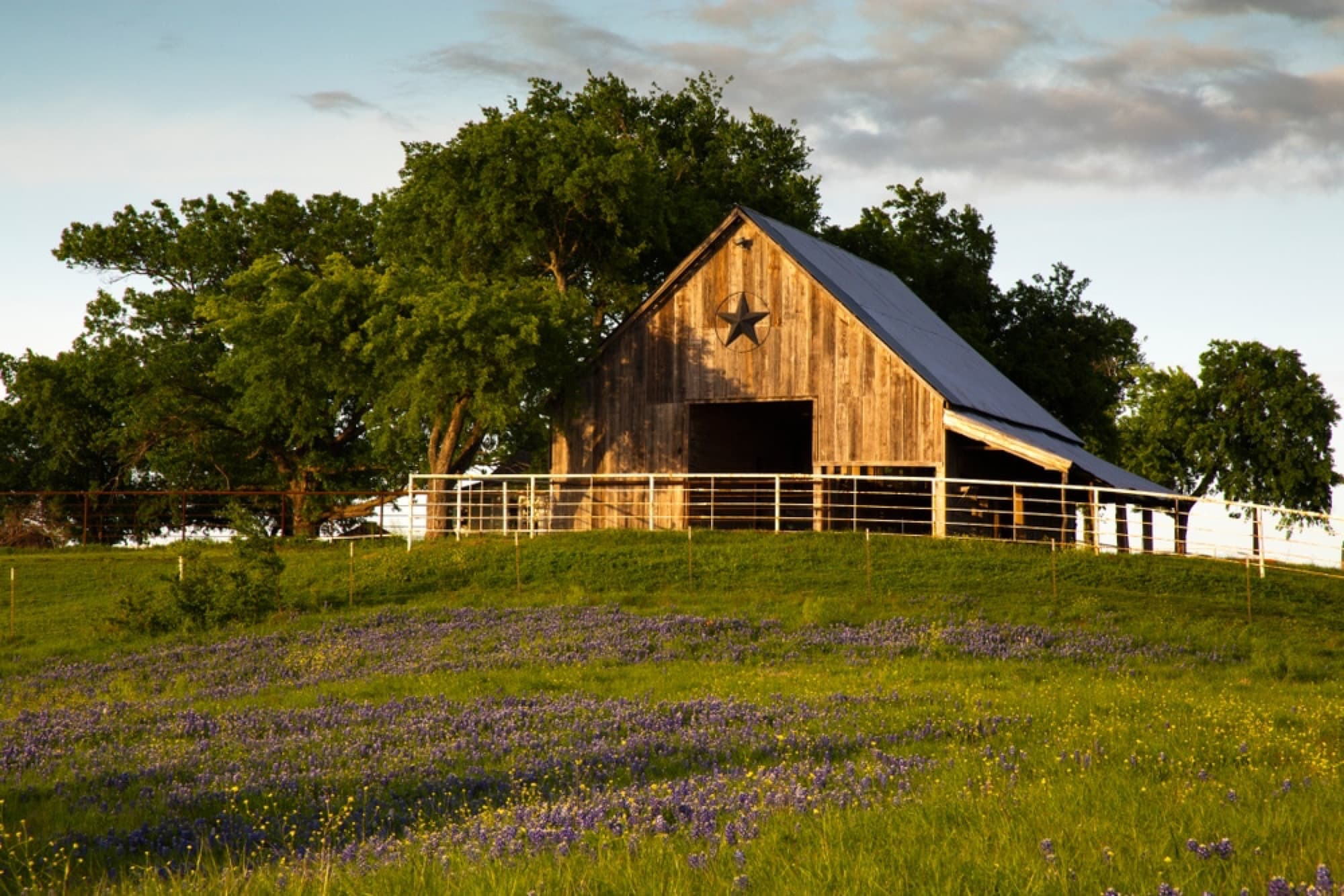 Texas barn among bluebonnets