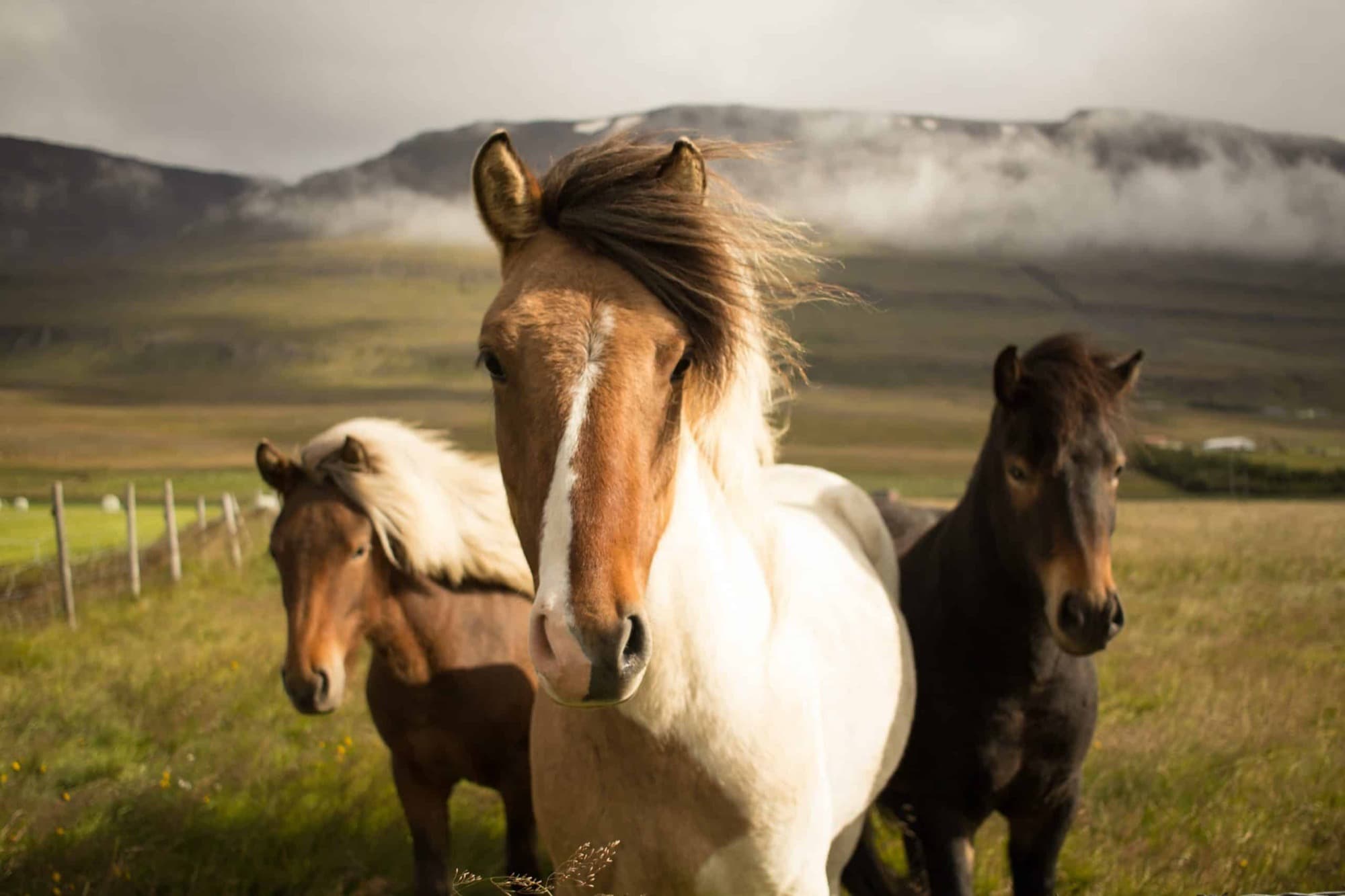 Horses in a Texas field