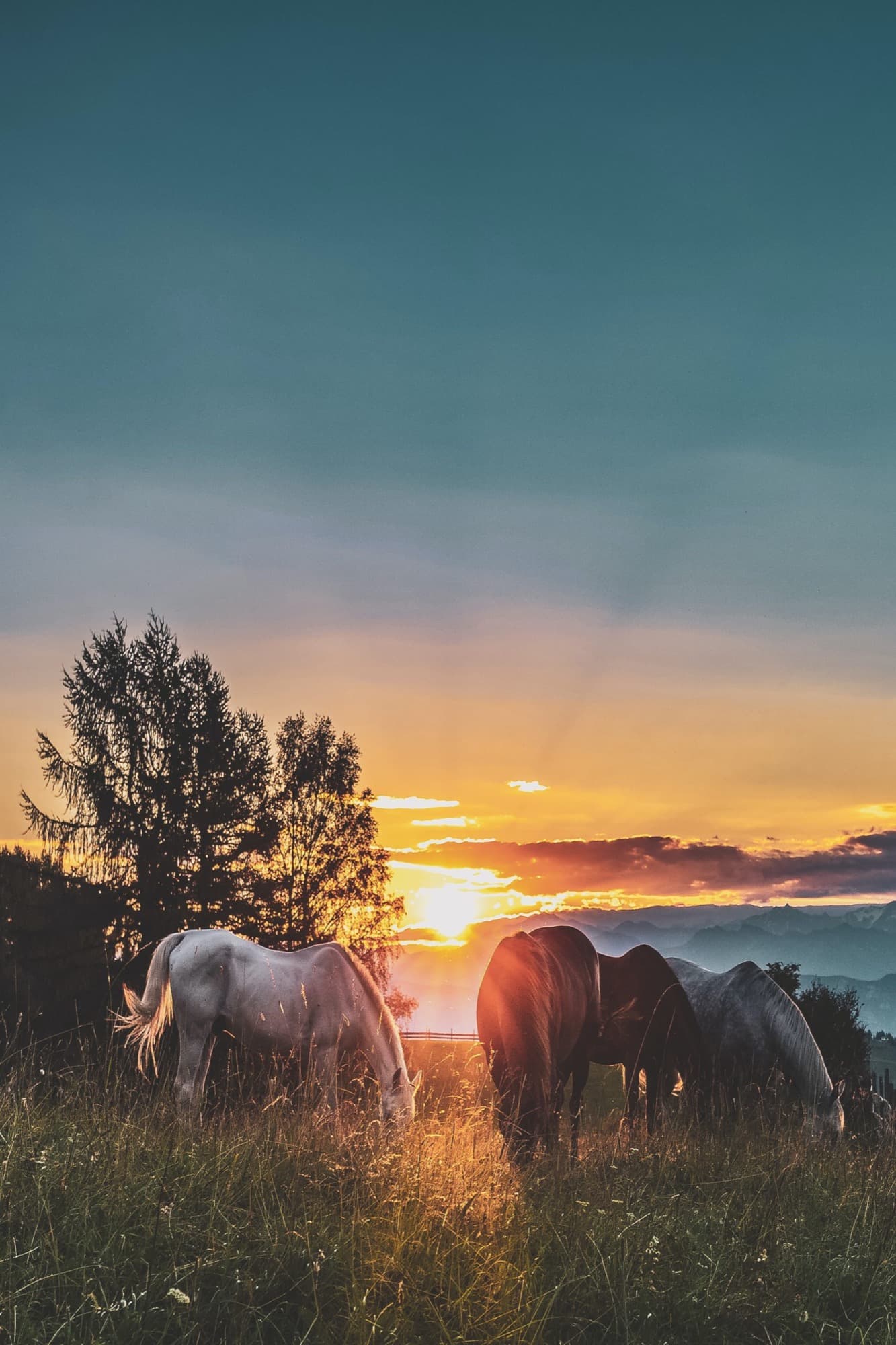 Horses grazing in a Texas field at sunset