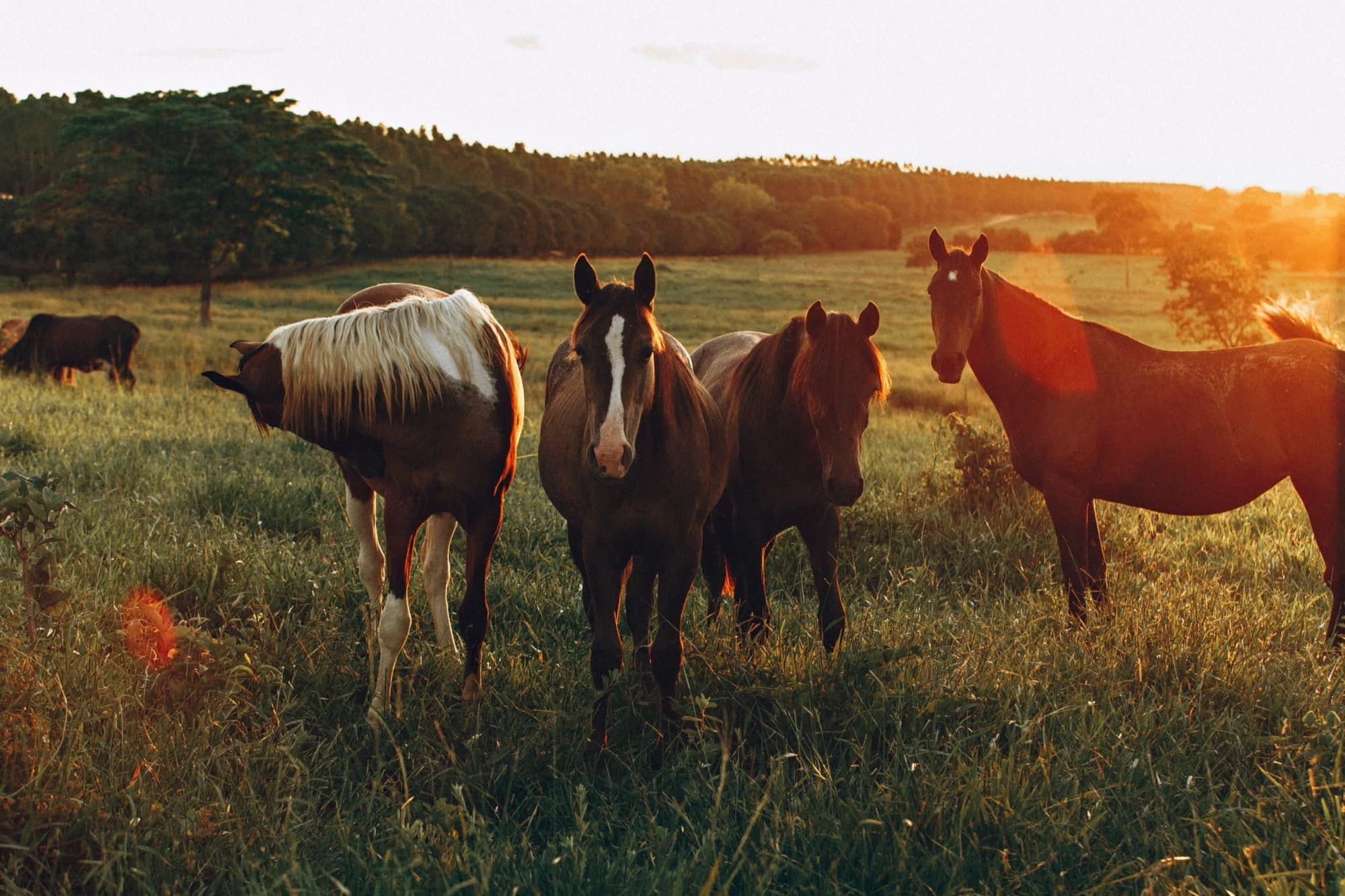 Horses grazing at sunset
