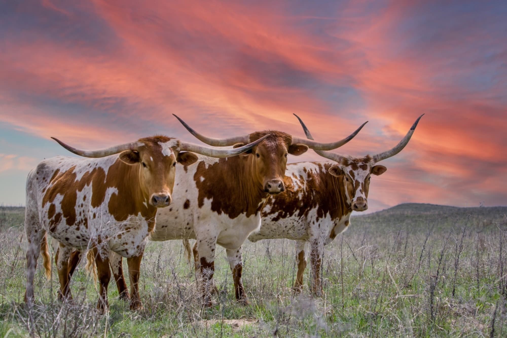 Texas longhorns at sunset